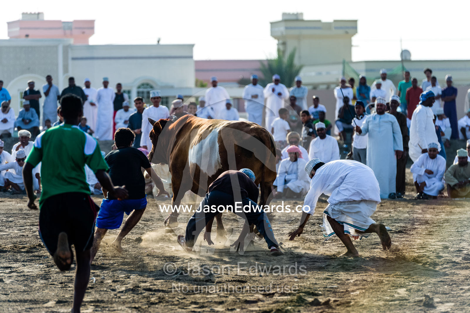 Young men attempting to restrain a Brahman bull that has stampeded into a crowd during a bullfight. Al Sharadi, Seeb, Muscat, Sultanate of Oman.