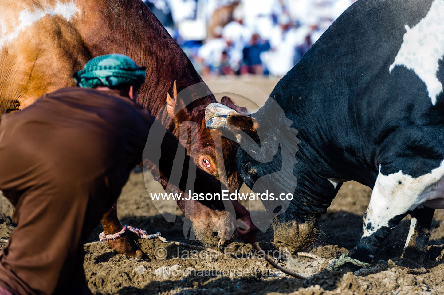 An official uses a wooden cane to ensure Brahman bulls do not become entangled in their ropes. Al Sharadi, Seeb, Muscat, Sultanate of Oman.