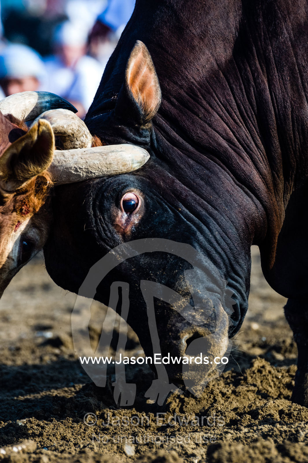 A pair of large Brahman bull heads collide and lock horns during a traditional bull fight. Al Sharadi, Seeb, Muscat, Sultanate of Oman.