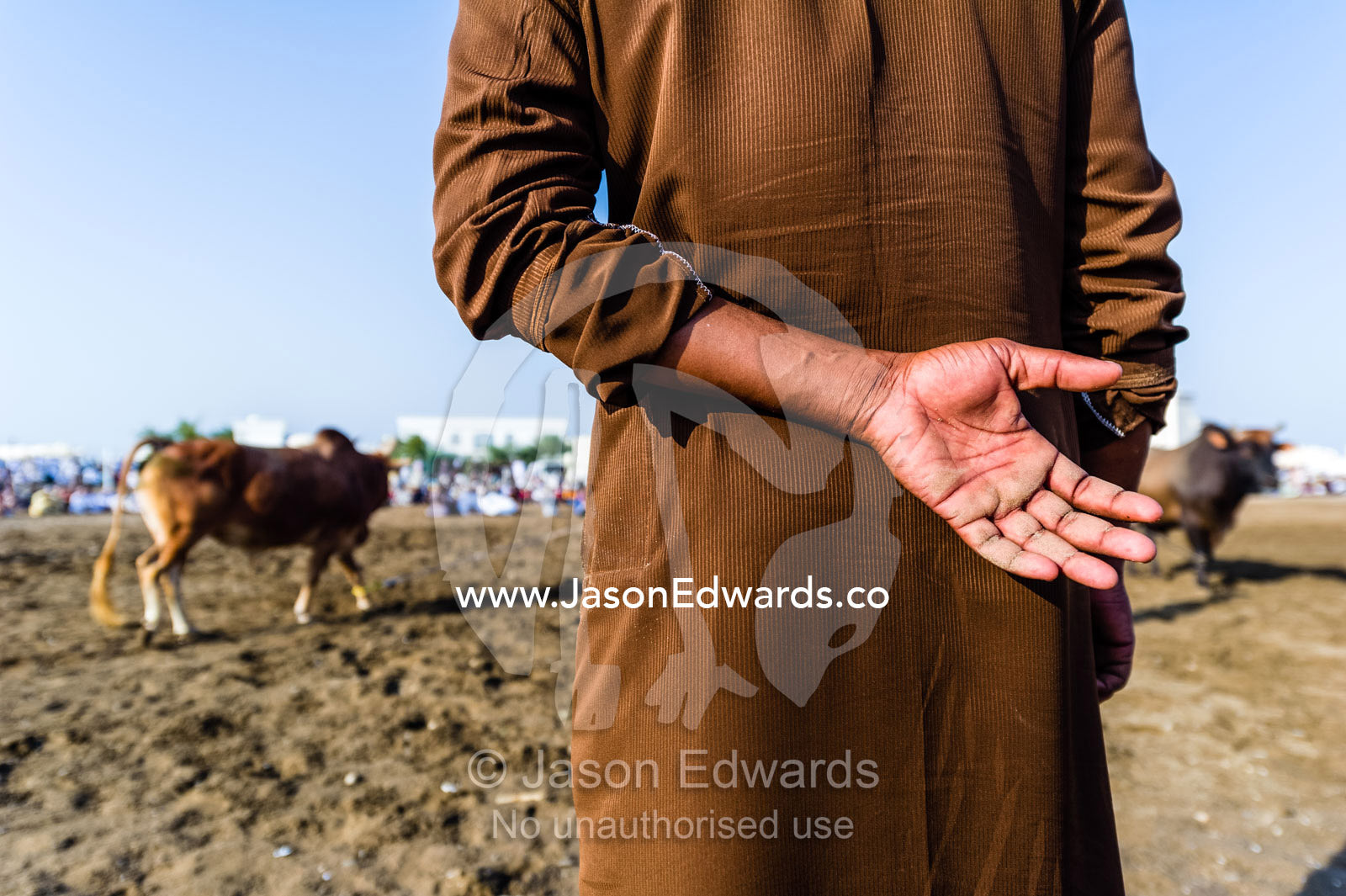 An official uses a wooden cane to ensure Brahman bulls do not become entangled in their ropes. Al Sharadi, Seeb, Muscat, Sultanate of Oman.
