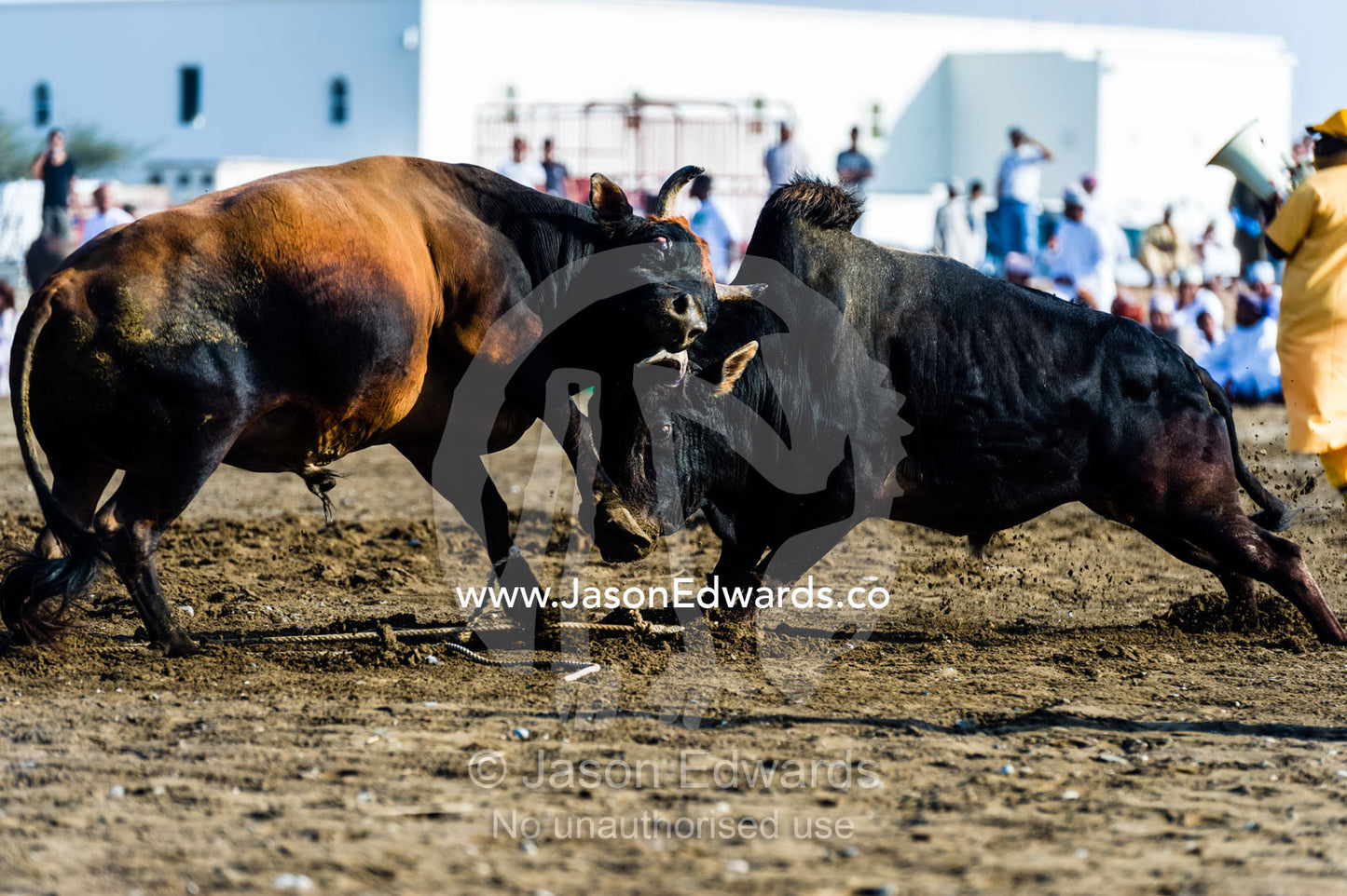 A pair of enormous Brahman bulls lock horns in a battle of strength and stamina. Al Sharadi, Seeb, Muscat, Sultanate of Oman.