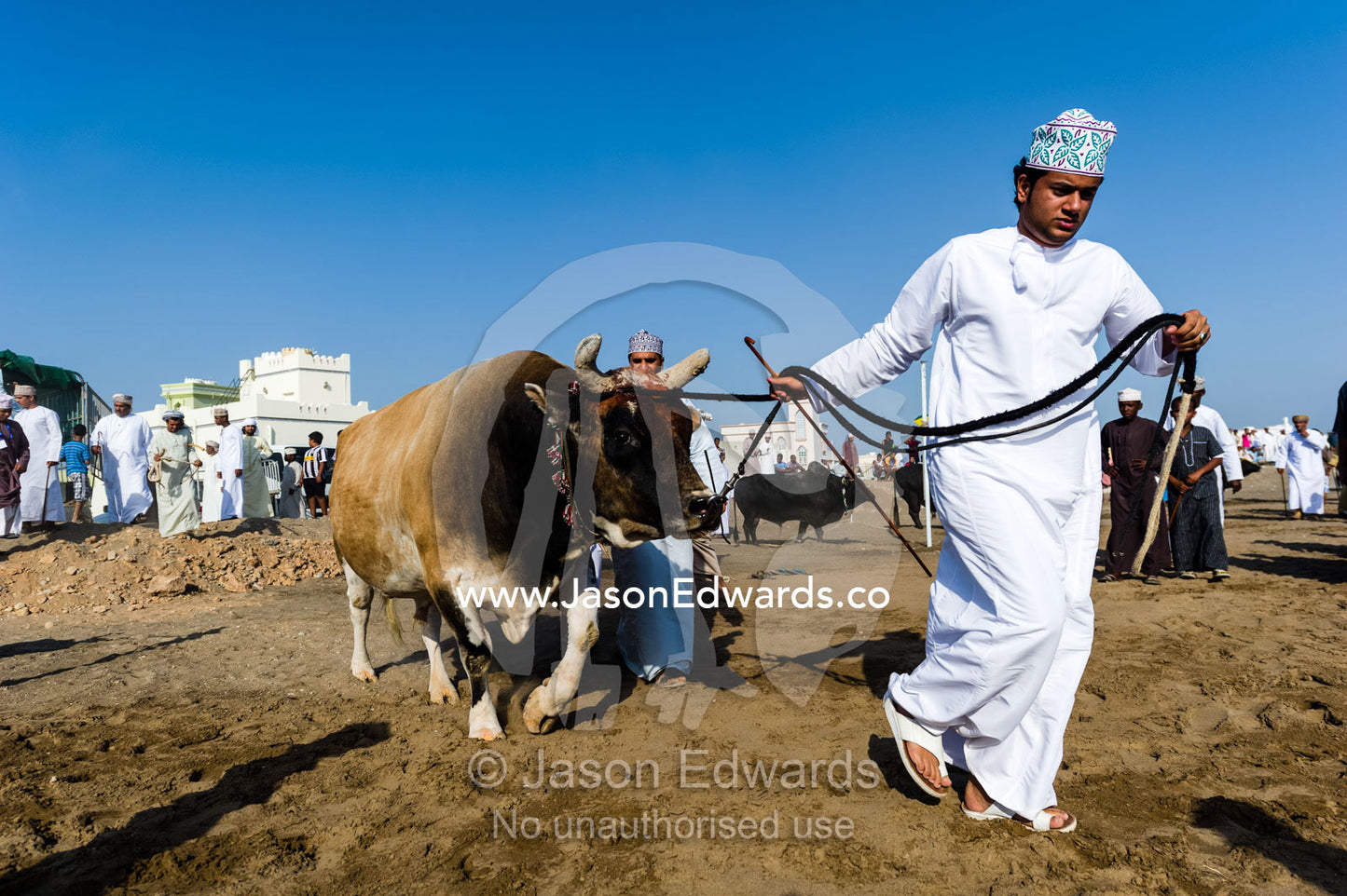 The owner of a Brahman bull leads his challenger into the ring to fight another bull. Al Sharadi, Seeb, Muscat, Sultanate of Oman.