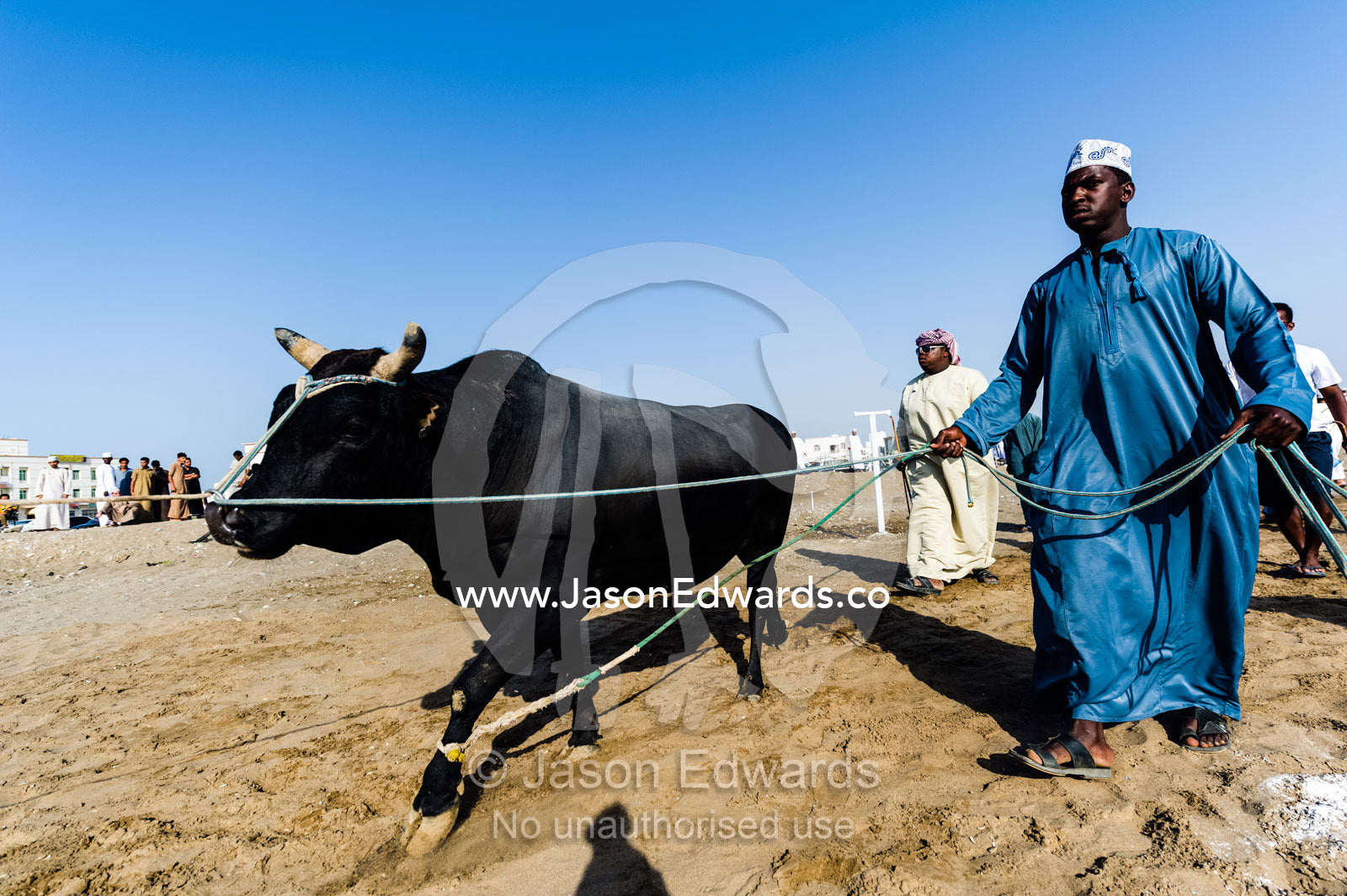 The owner of a Brahman bull leads his challenger into the ring to fight another bull. Al Sharadi, Seeb, Muscat, Sultanate of Oman.