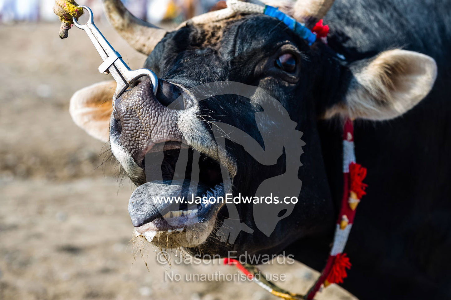 An excited bull sticking its tongue out as it bellows a challenge at a bull fight. Al Sharadi, Seeb, Muscat, Sultanate of Oman.
