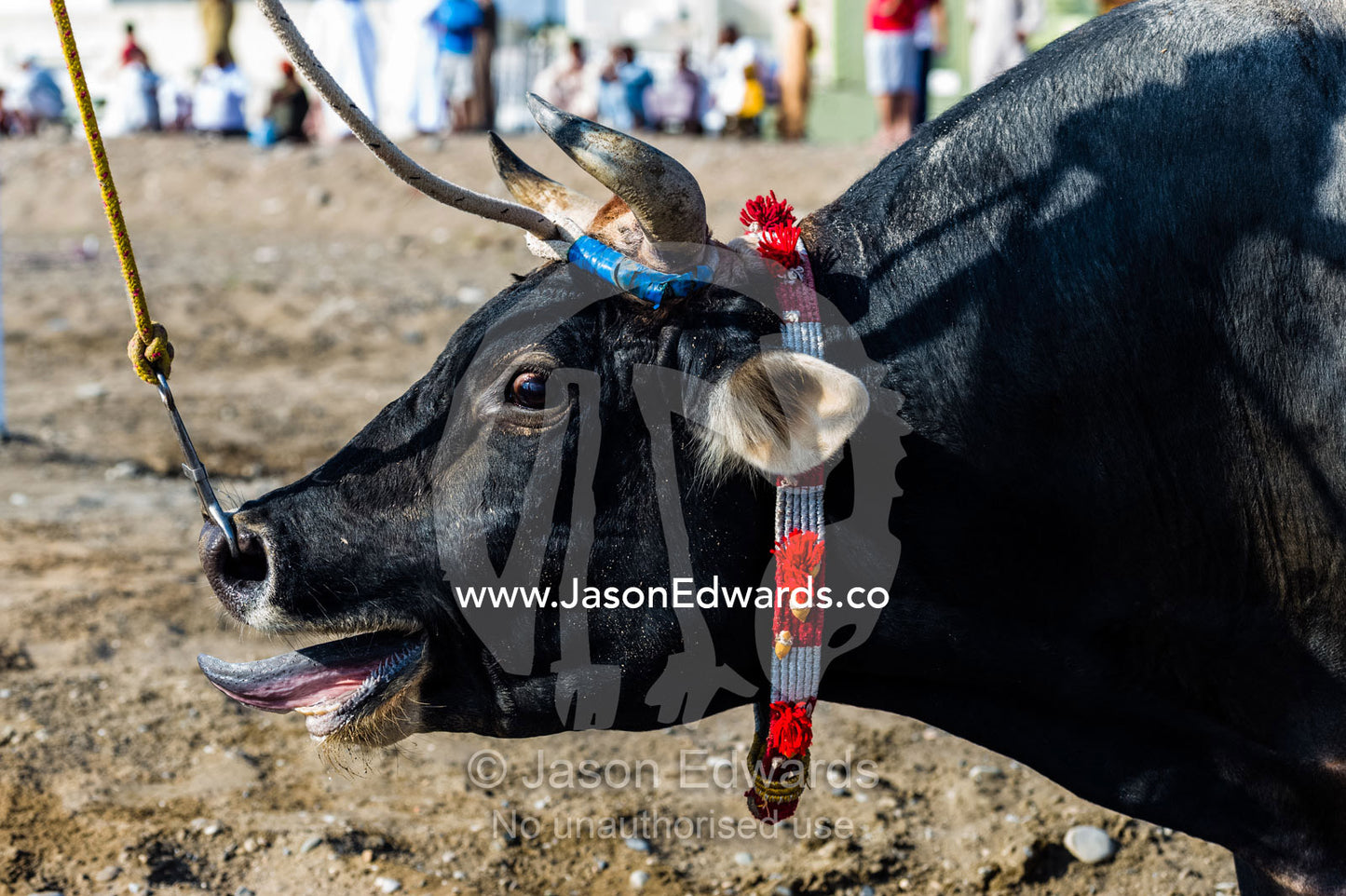An excited bull sticking its tongue out as it bellows a challenge at a bull fight. Al Sharadi, Seeb, Muscat, Sultanate of Oman.