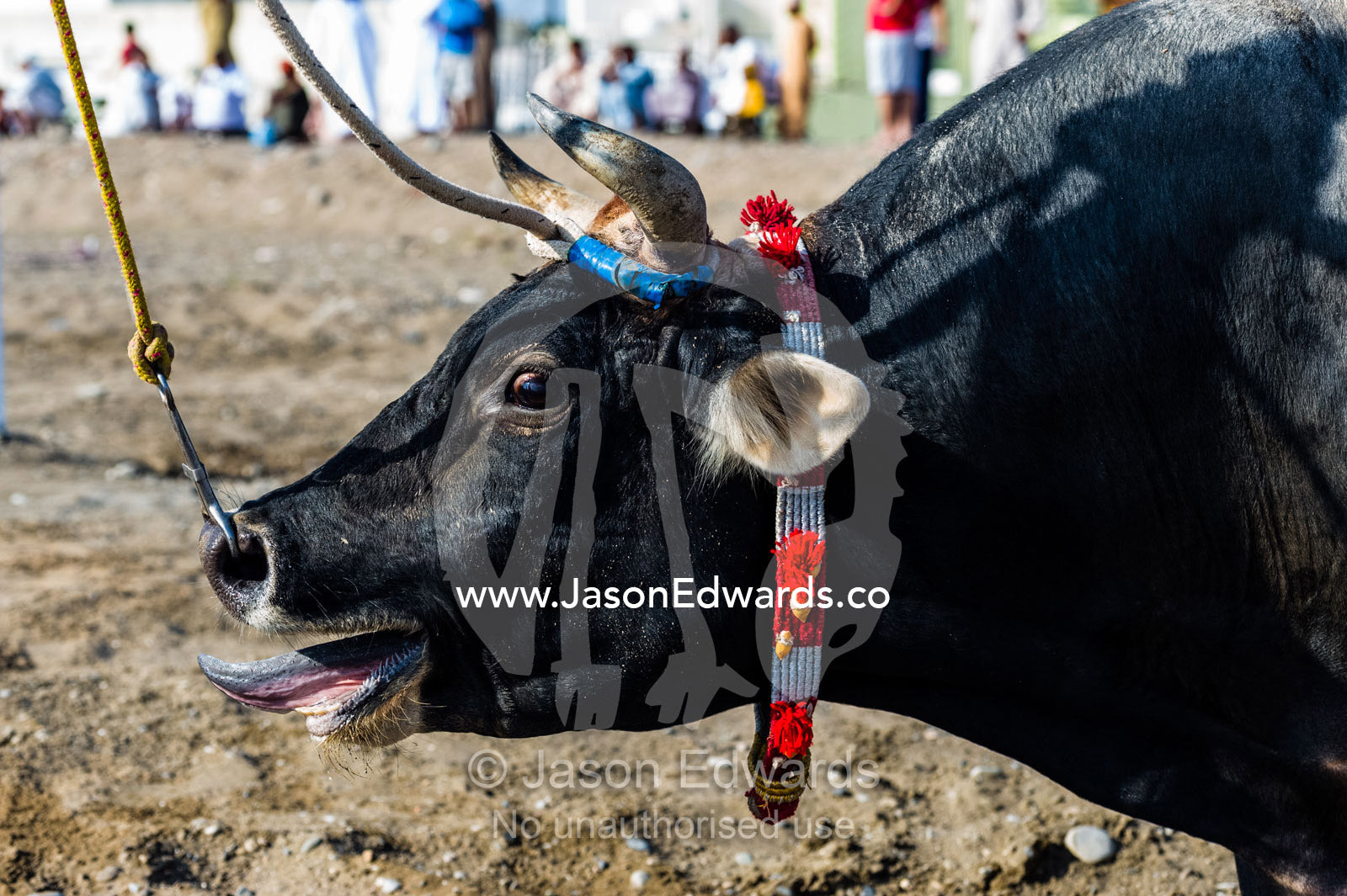 An excited bull sticking its tongue out as it bellows a challenge at a bull fight. Al Sharadi, Seeb, Muscat, Sultanate of Oman.