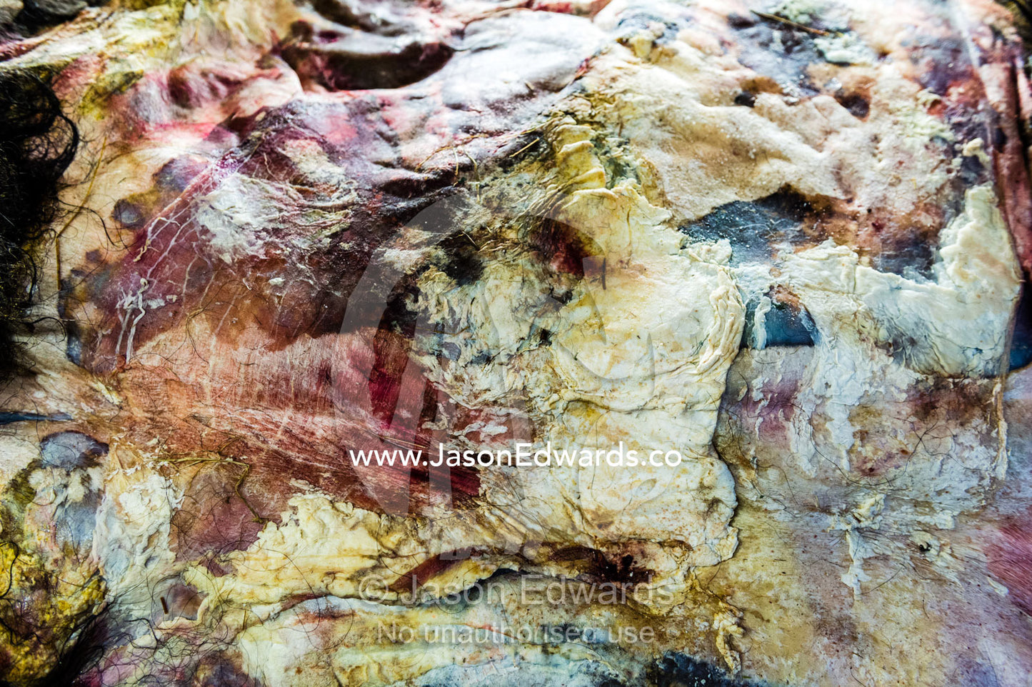 The fat and blubber beneath a Musk Ox skin waiting to be tanned. Kangerlussuaq, Qeqqata Municipality, Greenland.