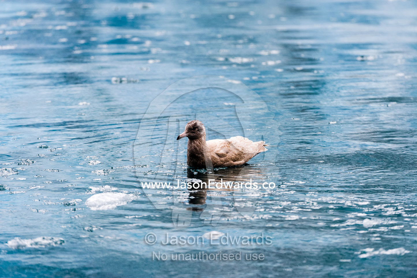 A Glaucous Gull floating among glacier ice in a fjord. Fjord of Eternity, Maniitsoq, Sukkertoppen, Qeqqata Municipality, Greenland.