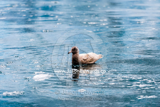 A Glaucous Gull floating among glacier ice in a fjord. Fjord of Eternity, Maniitsoq, Sukkertoppen, Qeqqata Municipality, Greenland.