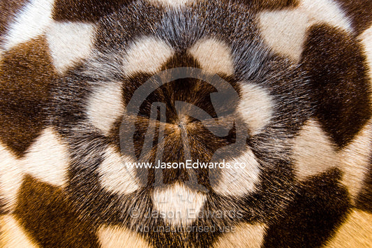 The patterns of seal pelts sewn together to create artwork, souvenirs and home accessories. Kangaamiut, Gammel Sukkertoppen, Qeqqata Municipality, Greenland.
