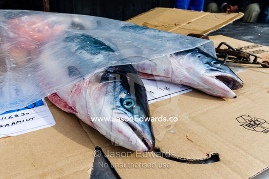 Atlantic Salmon for sale in an open-air fish market on an arctic island. Kangaamiut, Gammel Sukkertoppen, Qeqqata Municipality, Greenland.