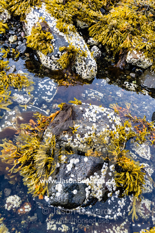 Low tide exposes shoreline rock pools, barnacles and colonies of Bladder Wrack. Davis Strait, Kangaamiut, Gammel Sukkertoppen, Qeqqata Municipality, Greenland.