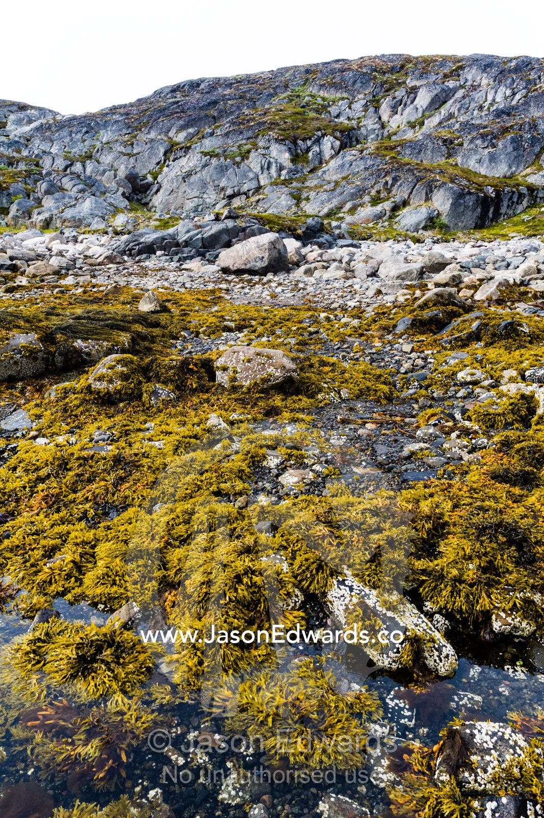 Low tide exposes shoreline rock pools, barnacles and colonies of Bladder Wrack. Davis Strait, Kangaamiut, Gammel Sukkertoppen, Qeqqata Municipality, Greenland.