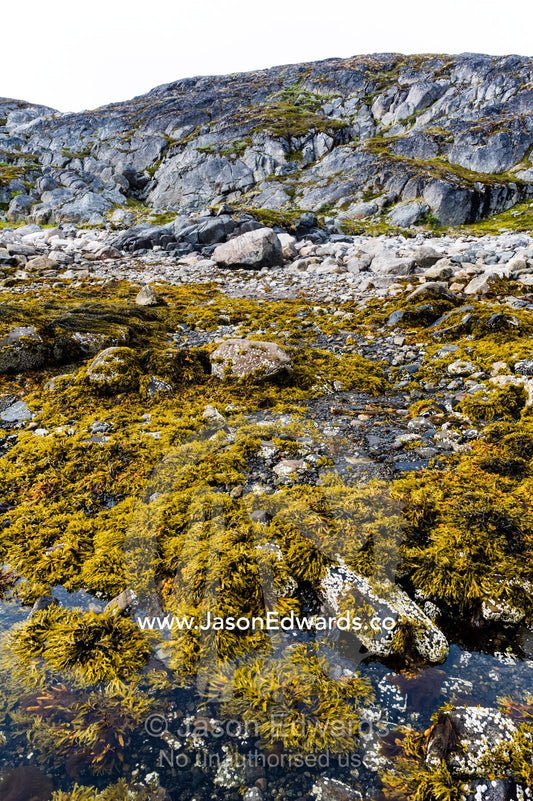 Low tide exposes shoreline rock pools, barnacles and colonies of Bladder Wrack. Davis Strait, Kangaamiut, Gammel Sukkertoppen, Qeqqata Municipality, Greenland.