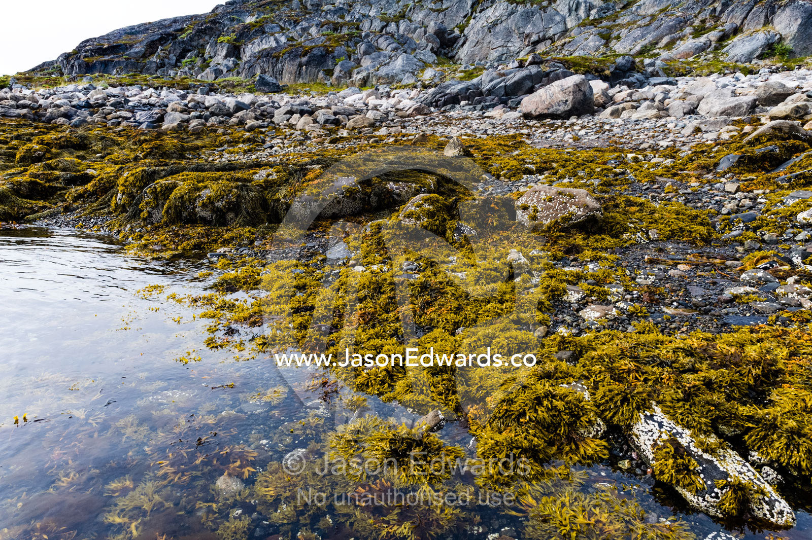 Low tide exposes shoreline rock pools, barnacles and colonies of Bladder Wrack. Davis Strait, Kangaamiut, Gammel Sukkertoppen, Qeqqata Municipality, Greenland.