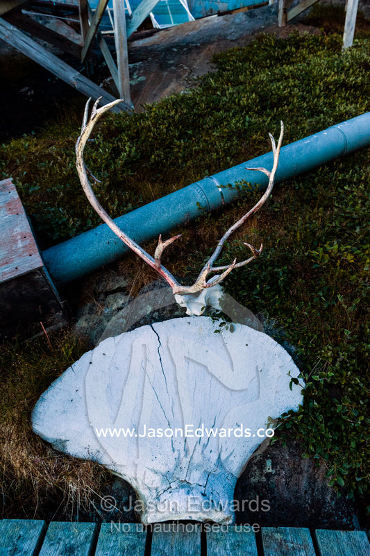 A whale scapula bone and caribou antlers in the garden of a village home. Kangaamiut, Gammel Sukkertoppen, Qeqqata Municipality, Greenland.