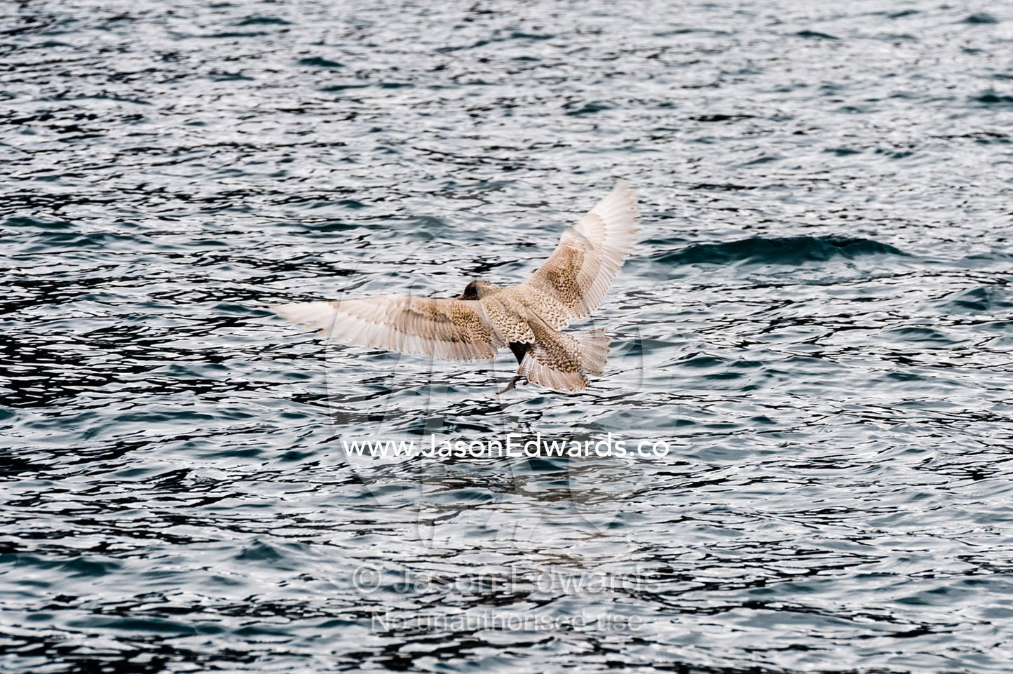 A Glaucous Gull flying over the ocean surface. Fjord of Eternity, Maniitsoq, Sukkertoppen, Qeqqata Municipality, Greenland.