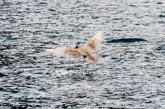 A Glaucous Gull flying over the ocean surface. Fjord of Eternity, Maniitsoq, Sukkertoppen, Qeqqata Municipality, Greenland.
