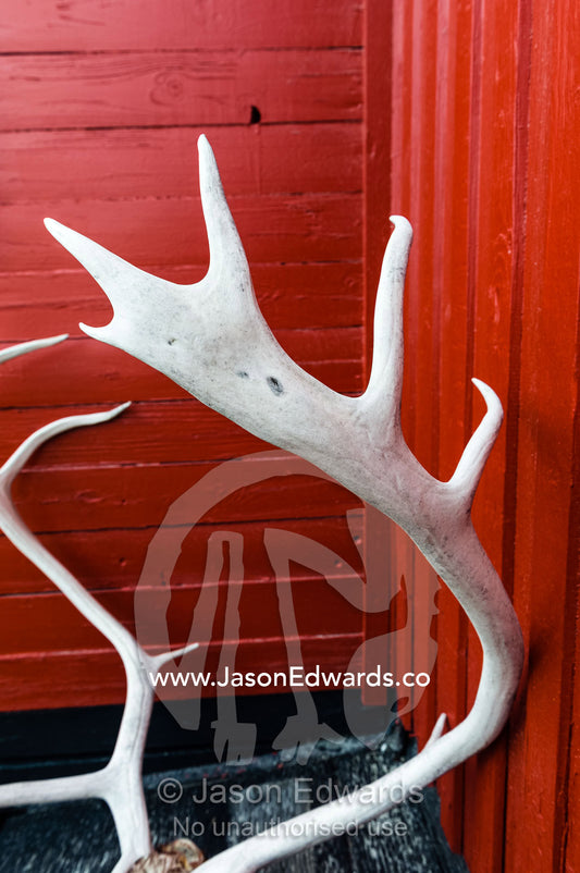Barren-ground Caribou antlers resting against a red house in an arctic village. Kangerlussuaq, Qeqqata Municipality, Greenland.