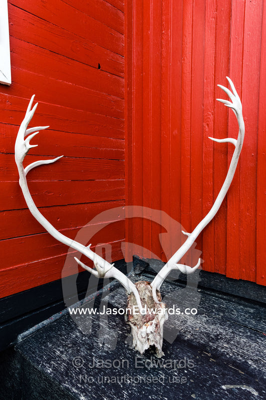 Barren-ground Caribou antlers resting against a red house in an arctic village. Kangerlussuaq, Qeqqata Municipality, Greenland.