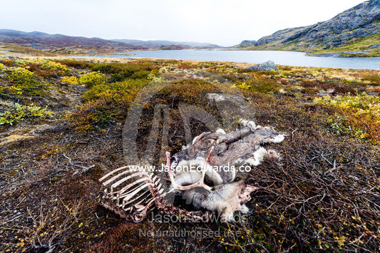The skeleton and skin of a Barren-ground Caribou left on the tundra by a hunter. Ammalortup Nunaa Highland, Kangerlussuaq, Qeqqata Municipality, Greenland.
