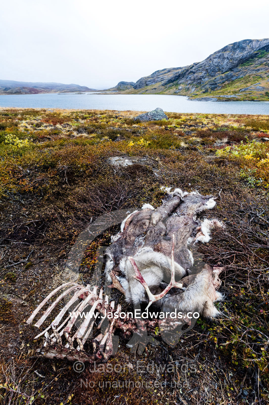 The skeleton and skin of a Barren-ground Caribou left on the tundra by a hunter. Ammalortup Nunaa Highland, Kangerlussuaq, Qeqqata Municipality, Greenland