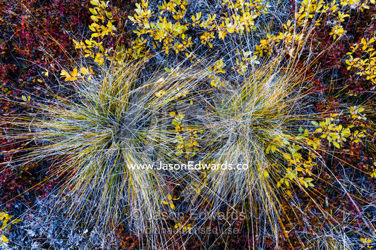 Looking down on a pair of grass tussocks on the tundra. Ammalortup Nunaa Highland, Kangerlussuaq, Qeqqata Municipality, Greenland.