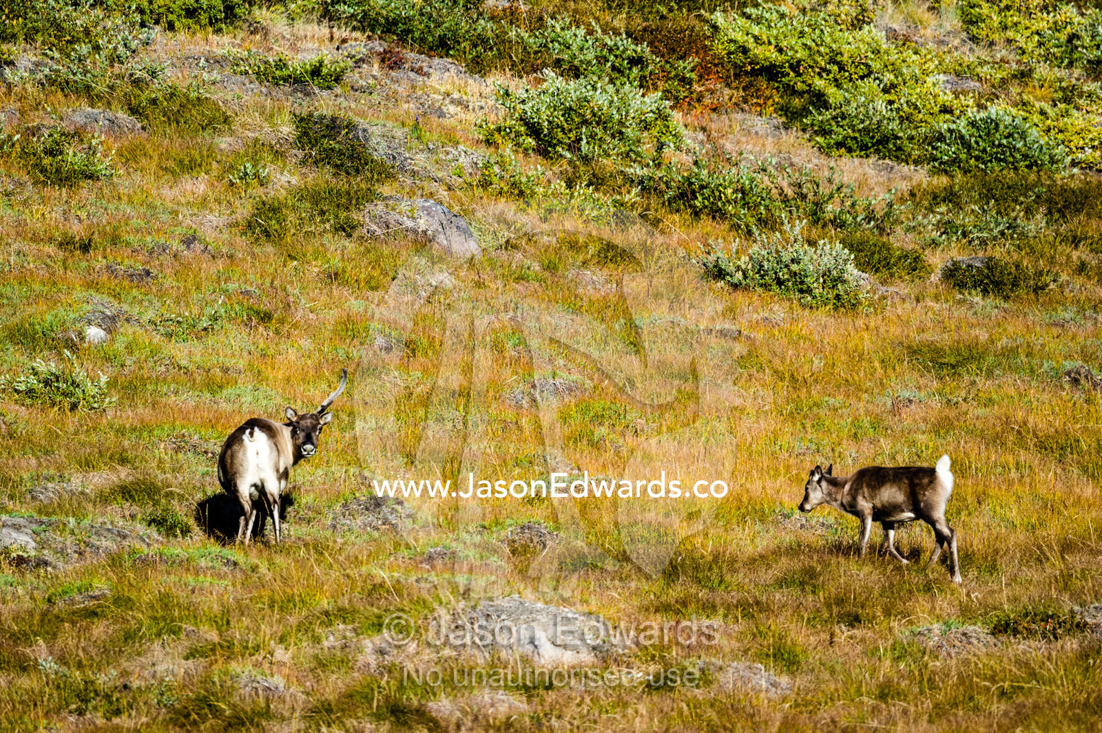 A Barren-ground Caribou and her fawn grazing on the tundra. Isunngua Highland, Kangerlussuaq, Qeqqata Municipality, Greenland.
