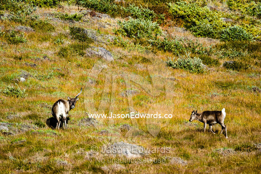 A Barren-ground Caribou and her fawn grazing on the tundra. Isunngua Highland, Kangerlussuaq, Qeqqata Municipality, Greenland.