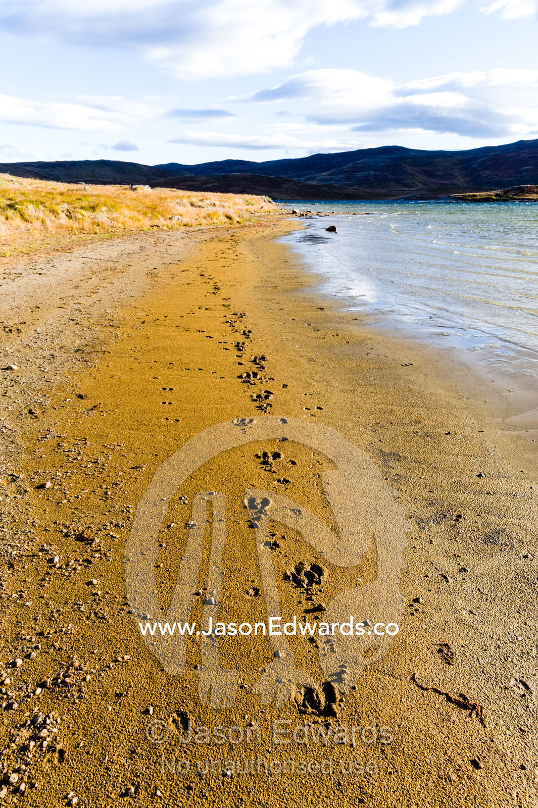 Caribou footprints in the sand on the shoreline of an alpine lake. Isunngua Highland, Kangerlussuaq, Qeqqata Municipality, Greenland.