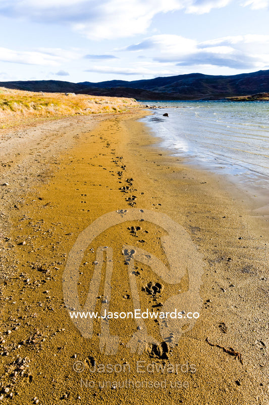 Caribou footprints in the sand on the shoreline of an alpine lake. Isunngua Highland, Kangerlussuaq, Qeqqata Municipality, Greenland.