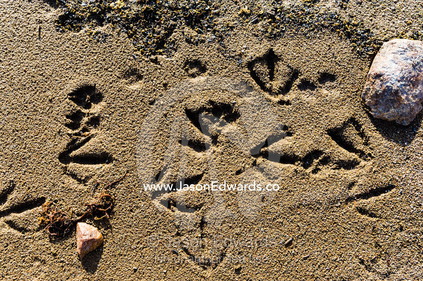 Bird tracks in the sand on the shoreline of an alpine lake. Isunngua Highland, Kangerlussuaq, Qeqqata Municipality, Greenland.