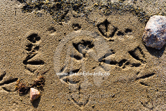 Bird tracks in the sand on the shoreline of an alpine lake. Isunngua Highland, Kangerlussuaq, Qeqqata Municipality, Greenland.