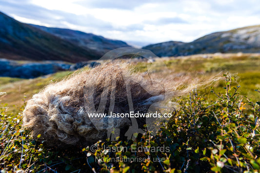 A tuft of silky Musk Ox fur caught on a tundra shrub blowing in the wind. Ammalortup Nunaa Highland, Kangerlussuaq, Qeqqata Municipality, Greenland.