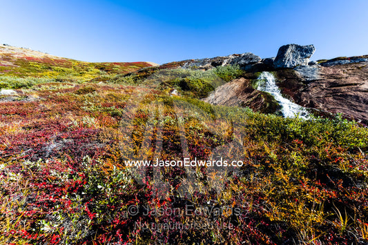 A small waterfall cascades down a rock face on the tundra. Ammalortup Nunaa Highland, Kangerlussuaq, Qeqqata Municipality, Greenland.