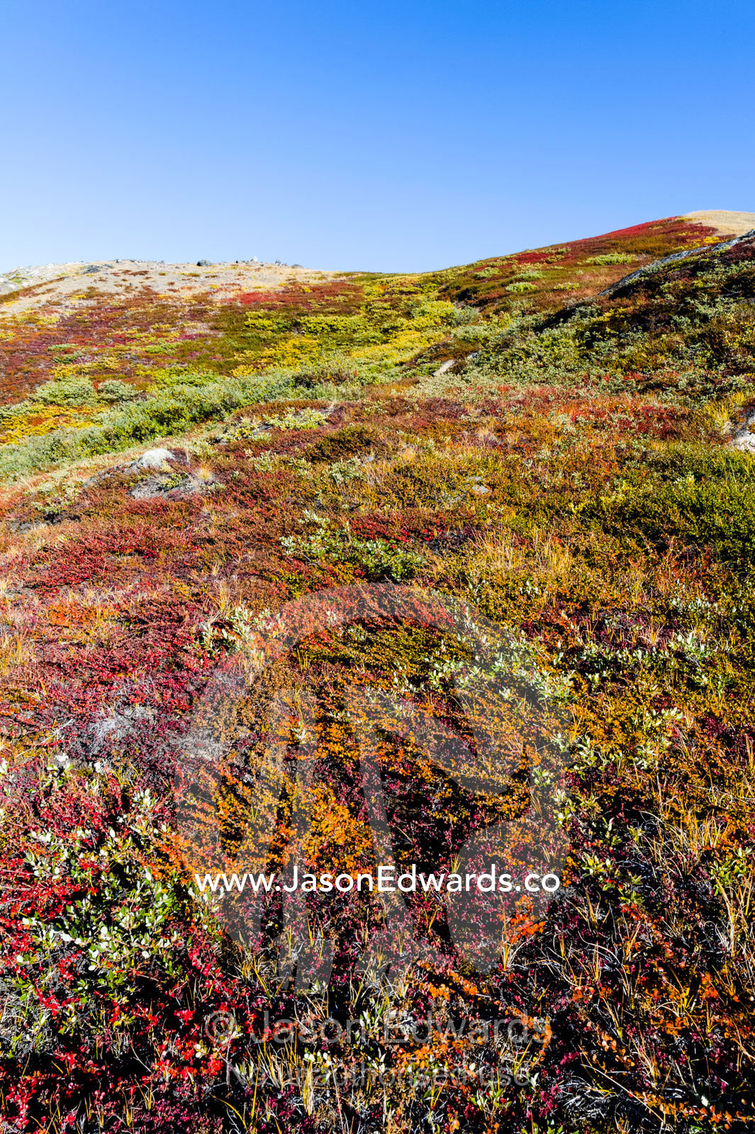 The tundra changes into Autumn colours after the brief arctic summer. Ammalortup Nunaa Highland, Kangerlussuaq, Qeqqata Municipality, Greenland.