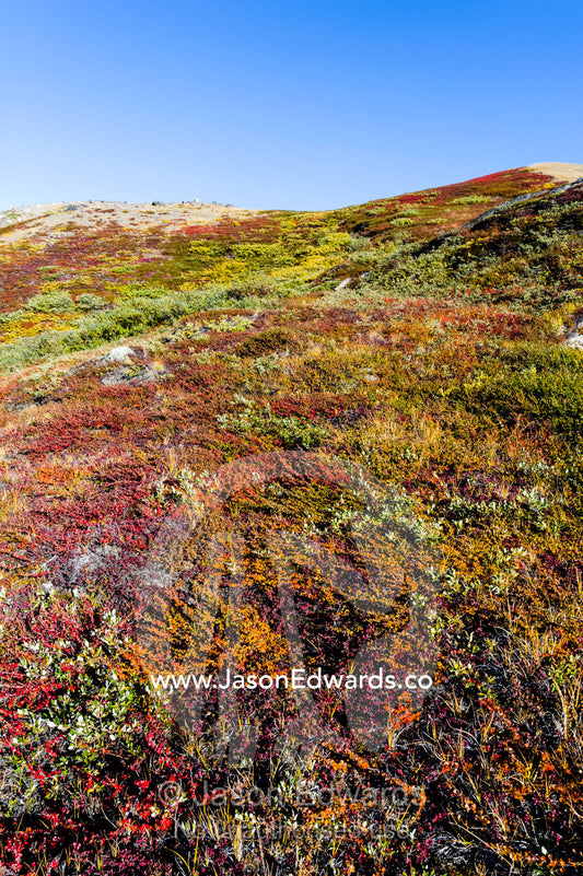 The tundra changes into Autumn colours after the brief arctic summer. Ammalortup Nunaa Highland, Kangerlussuaq, Qeqqata Municipality, Greenland.