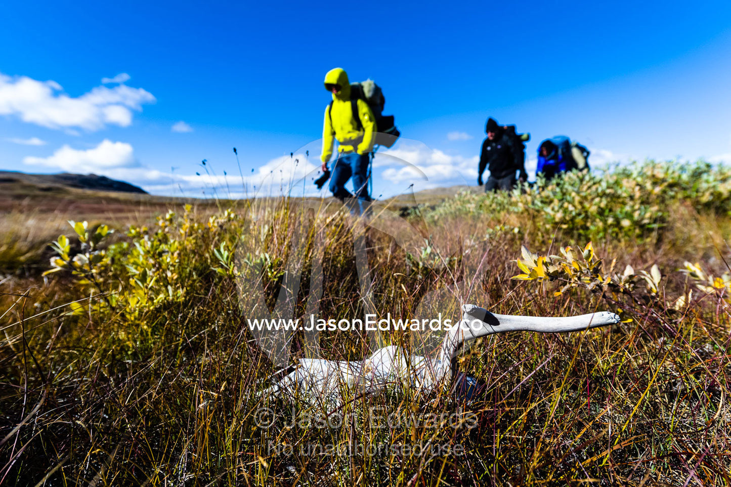 Hikers pass a caribou skeleton on an alpine tundra. Tasersuatsiaq Lake, Kangerlussuaq, Qeqqata Municipality, Greenland.