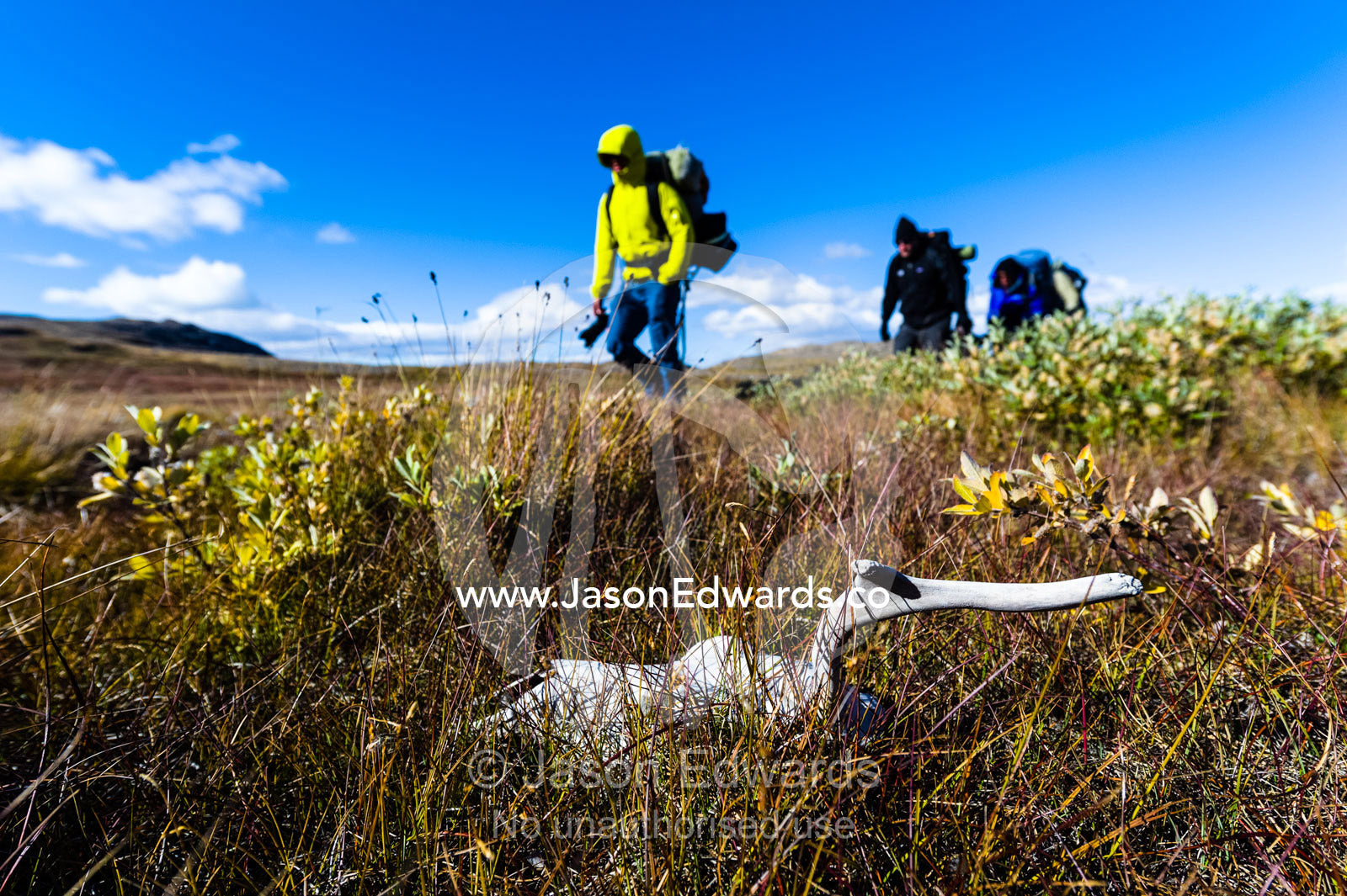 Hikers pass a caribou skeleton on an alpine tundra. Tasersuatsiaq Lake, Kangerlussuaq, Qeqqata Municipality, Greenland.