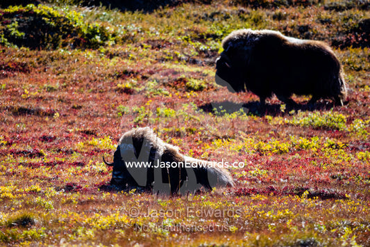 Musk Ox resting on the tundra in a patch of sunlight. Tasersuatsiaq Lake, Kangerlussuaq, Qeqqata Municipality, Greenland.