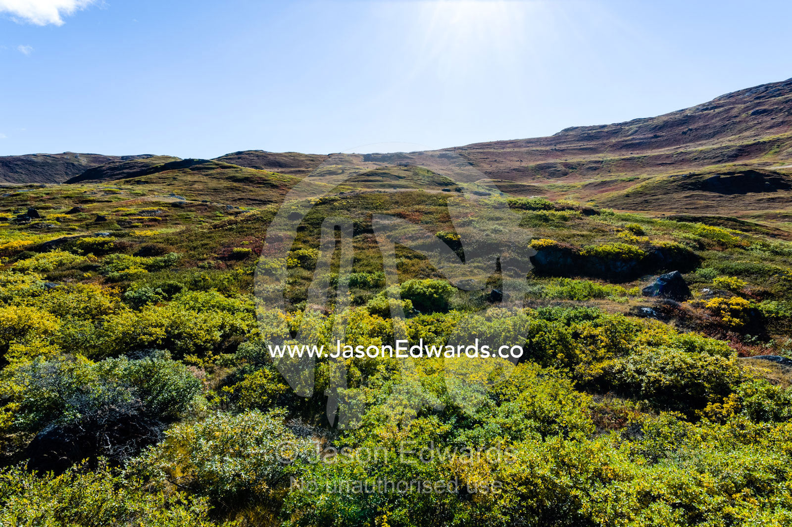 A lush tundra hillside beneath a clear blue sky. Tasersuatsiaq Lake, Kangerlussuaq, Qeqqata Municipality, Greenland.