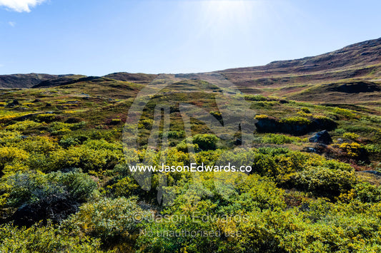 A lush tundra hillside beneath a clear blue sky. Tasersuatsiaq Lake, Kangerlussuaq, Qeqqata Municipality, Greenland.