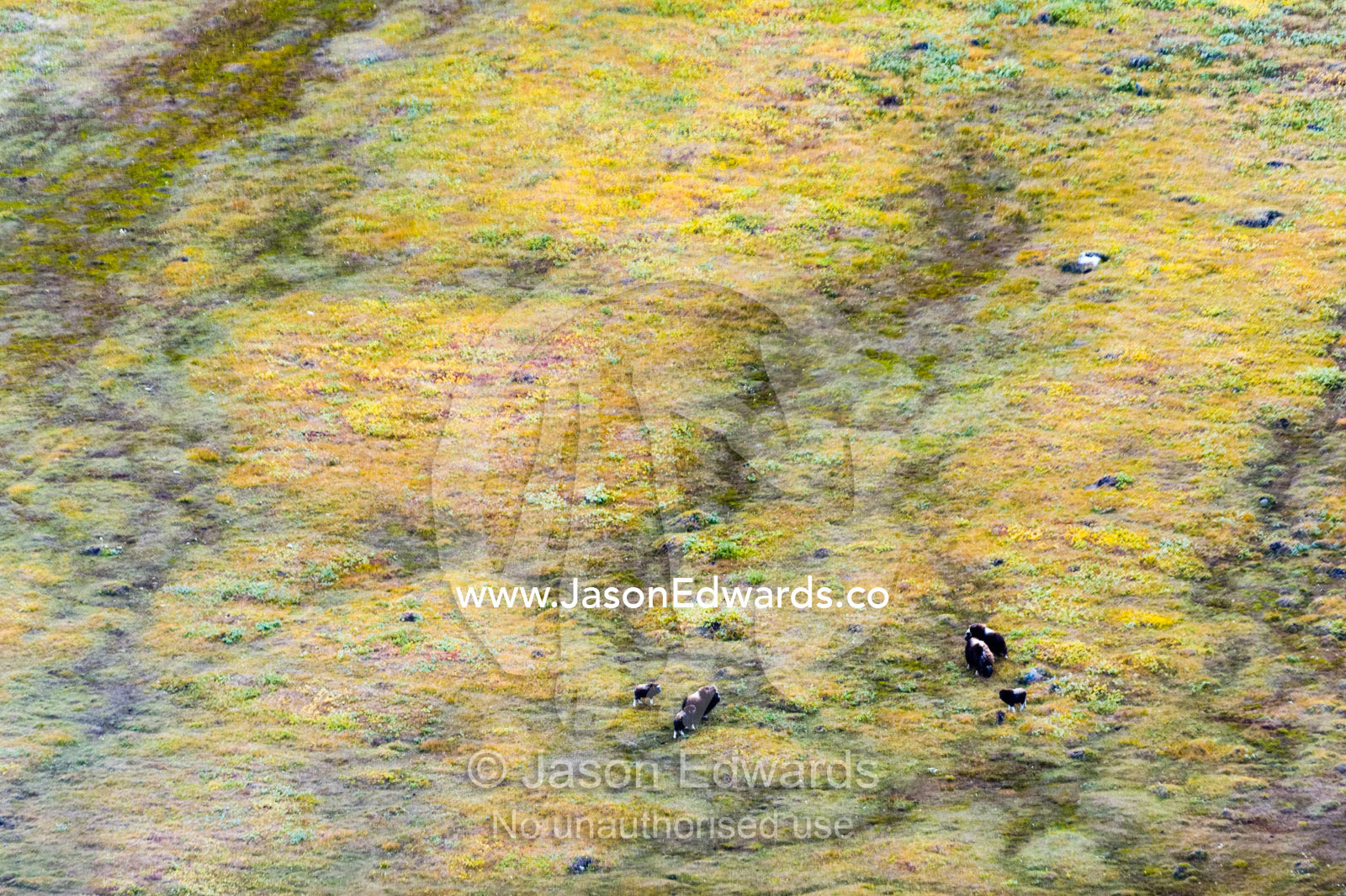 A Musk Ox herd grazing on a vast tundra plain. Tarajornitsut Highlands, Qeqqata Municipality, Kangerlussuaq, Greenland.