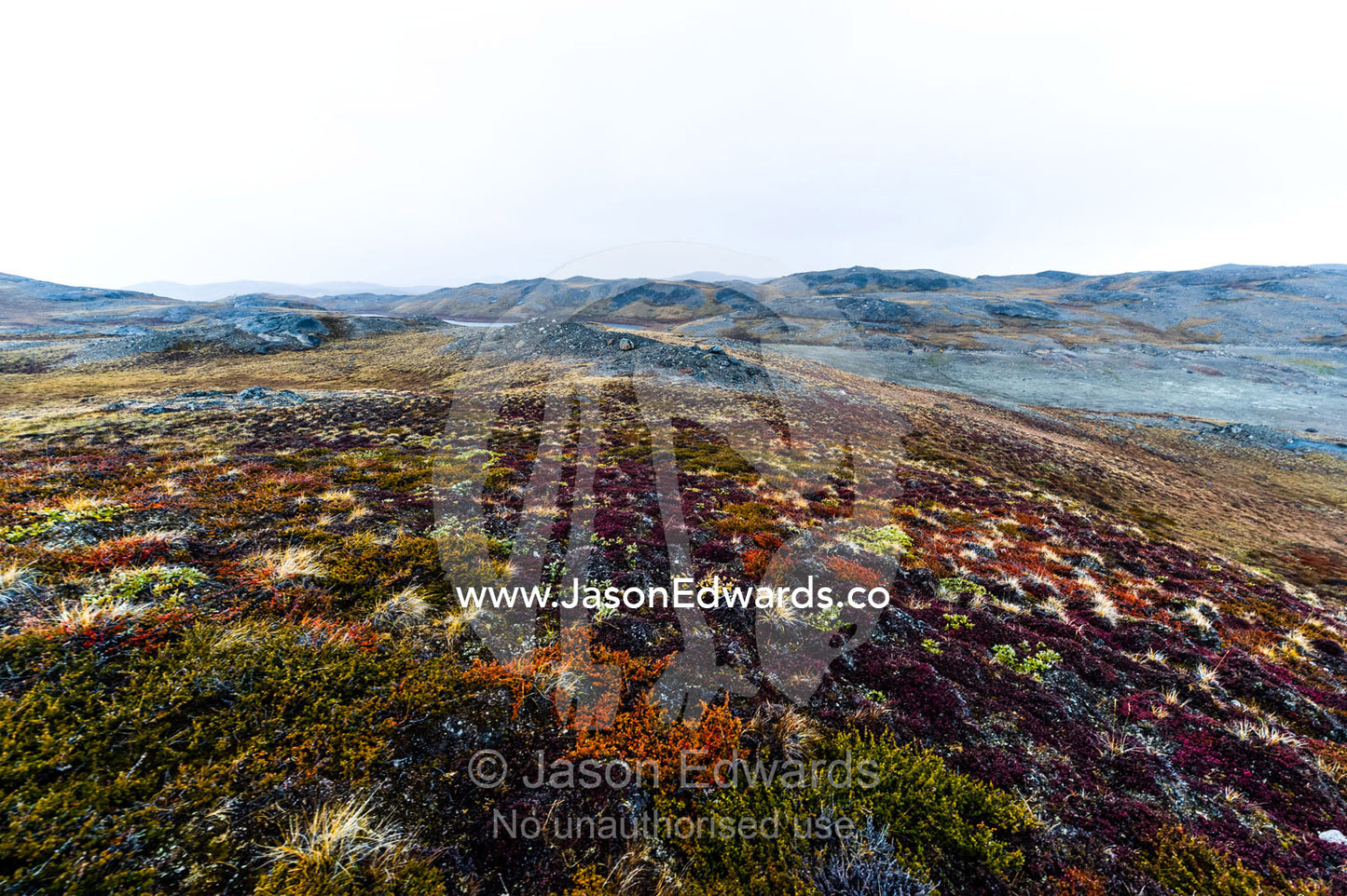 Autumn colours dapple the tundra at the end of the brief summer. Isunngua Highland, Kangerlussuaq, Qeqqata Municipality, Greenland.