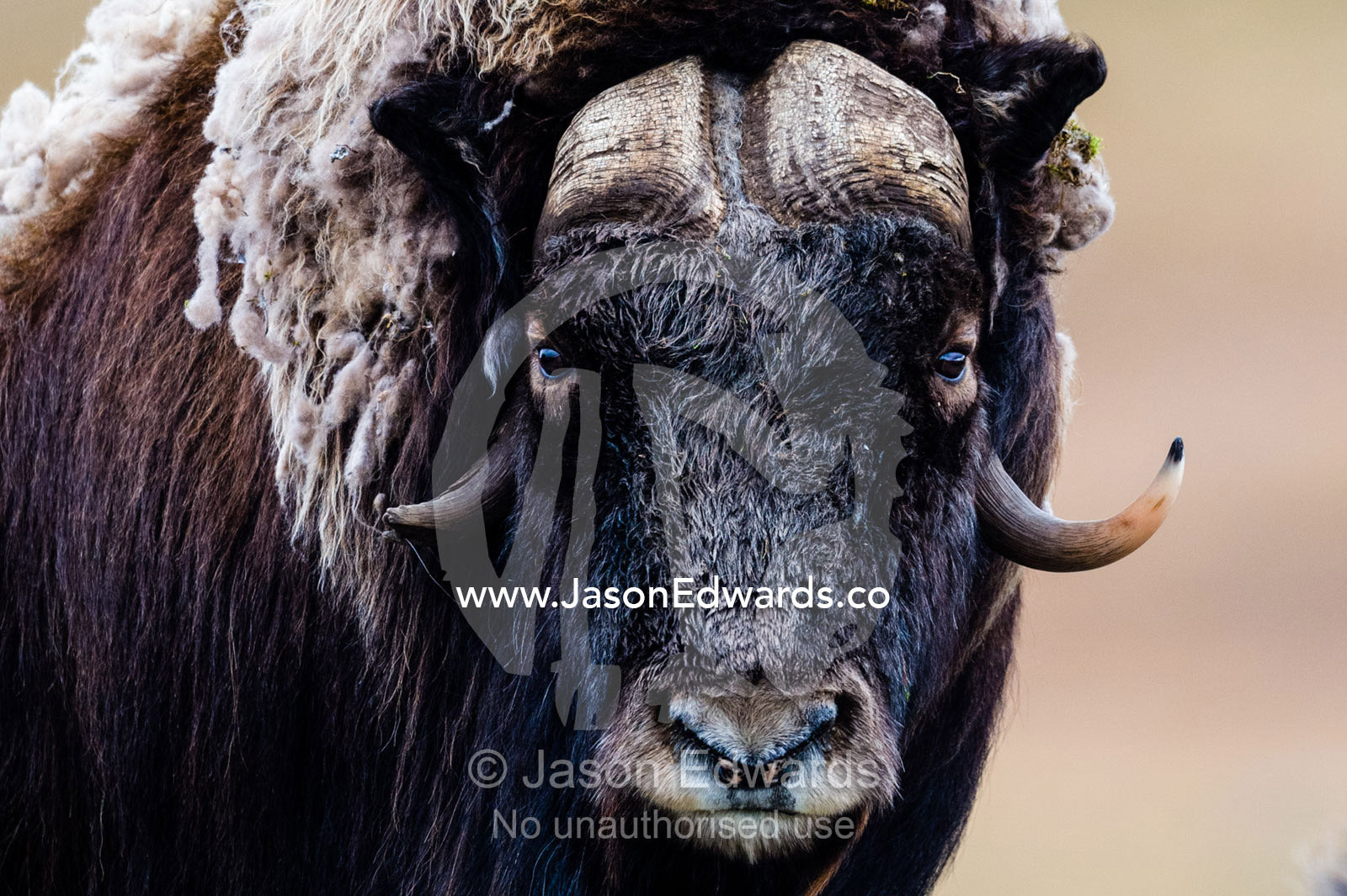 A Musk Ox staring at the camera with sharp pointed horns. Ammalortup Nunaa Highland, Kangerlussuaq, Qeqqata Municipality, Greenland.
