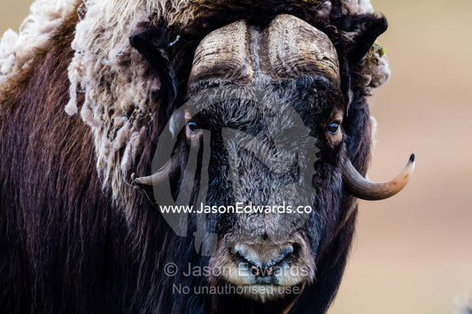 A Musk Ox staring at the camera with sharp pointed horns. Ammalortup Nunaa Highland, Kangerlussuaq, Qeqqata Municipality, Greenland.