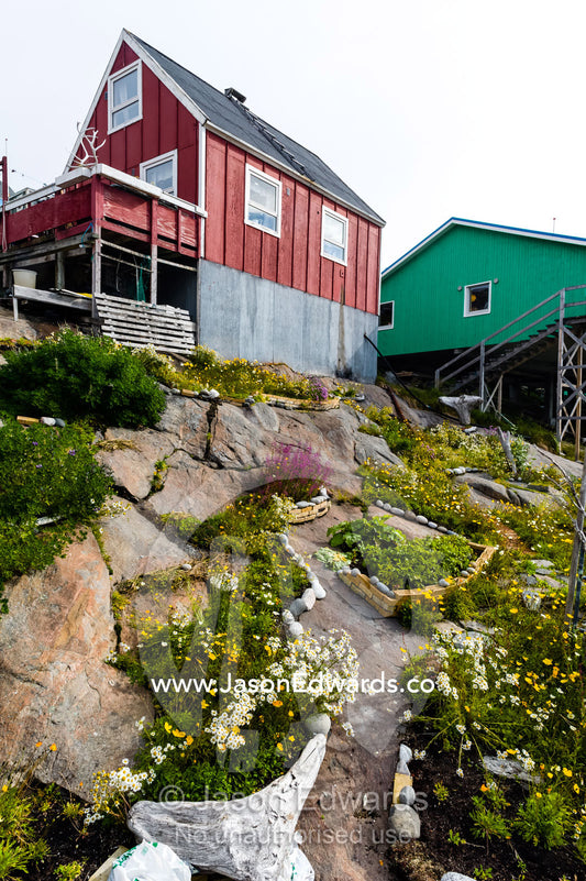 Flower garden beds beneath a cottage on a rocky arctic island. Kangaamiut, Gammel Sukkertoppen, Qeqqata Municipality, Greenland.