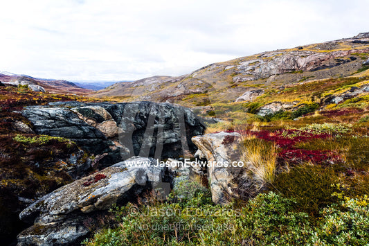 Autumn colors cover a vast tundra valley in the arctic. Ammalortup Nunaa Highland, Kangerlussuaq, Qeqqata Municipality, Greenland.