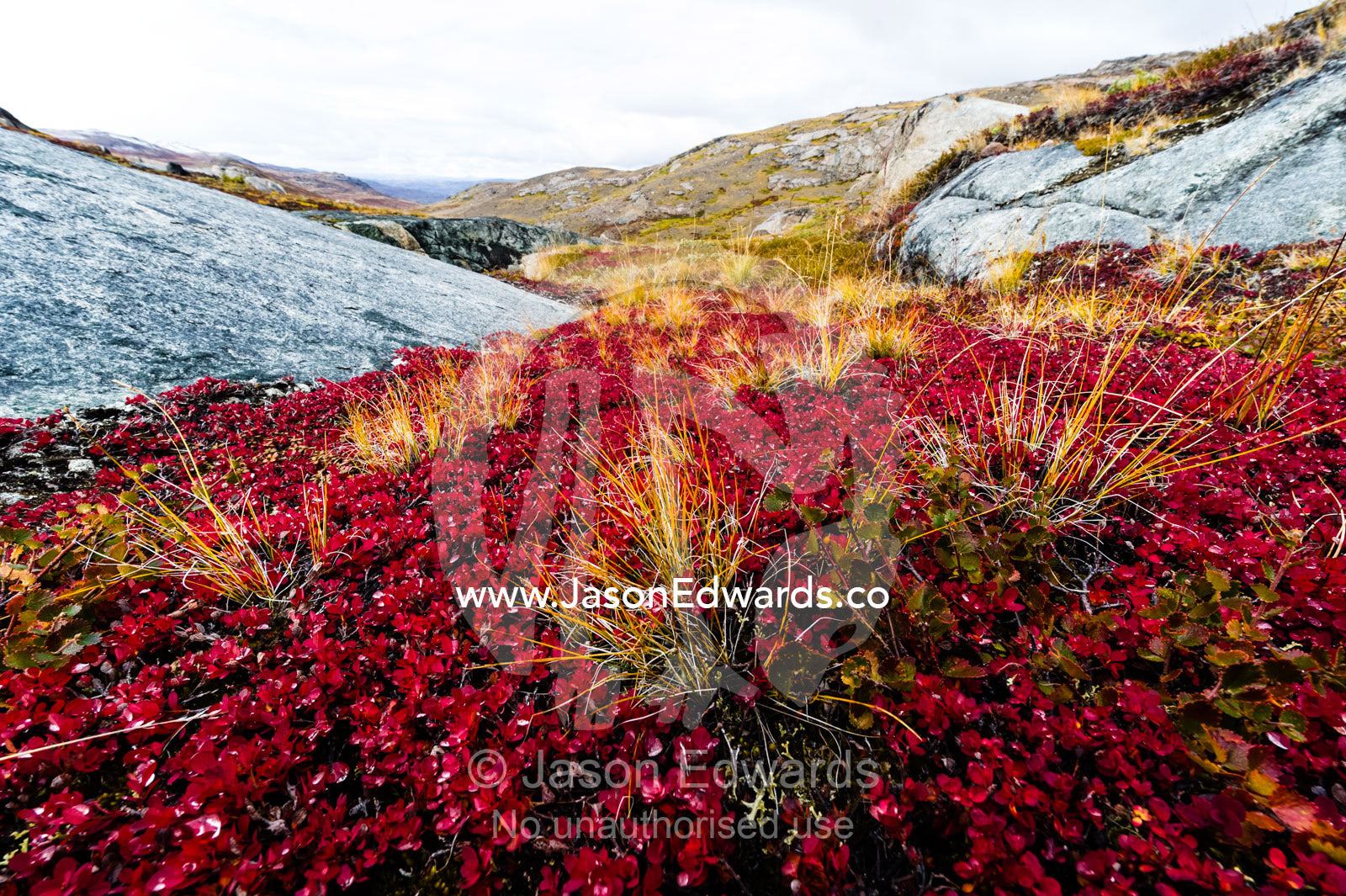 Lush burgundy autumn colors in a tundra gully. Ammalortup Nunaa Highland, Kangerlussuaq, Qeqqata Municipality, Greenland.
