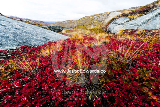 Lush burgundy autumn colors in a tundra gully. Ammalortup Nunaa Highland, Kangerlussuaq, Qeqqata Municipality, Greenland.